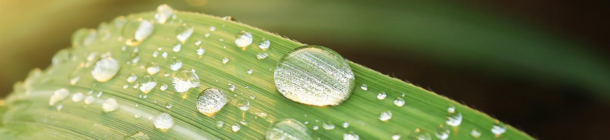 Banner met waterdruppels op het blad van een plant