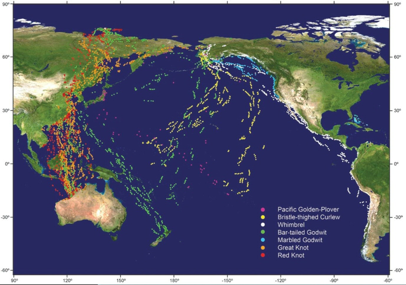 Stille Oceaan routes van zeven trekkende kustvogels. Afbeelding uit publicatie.