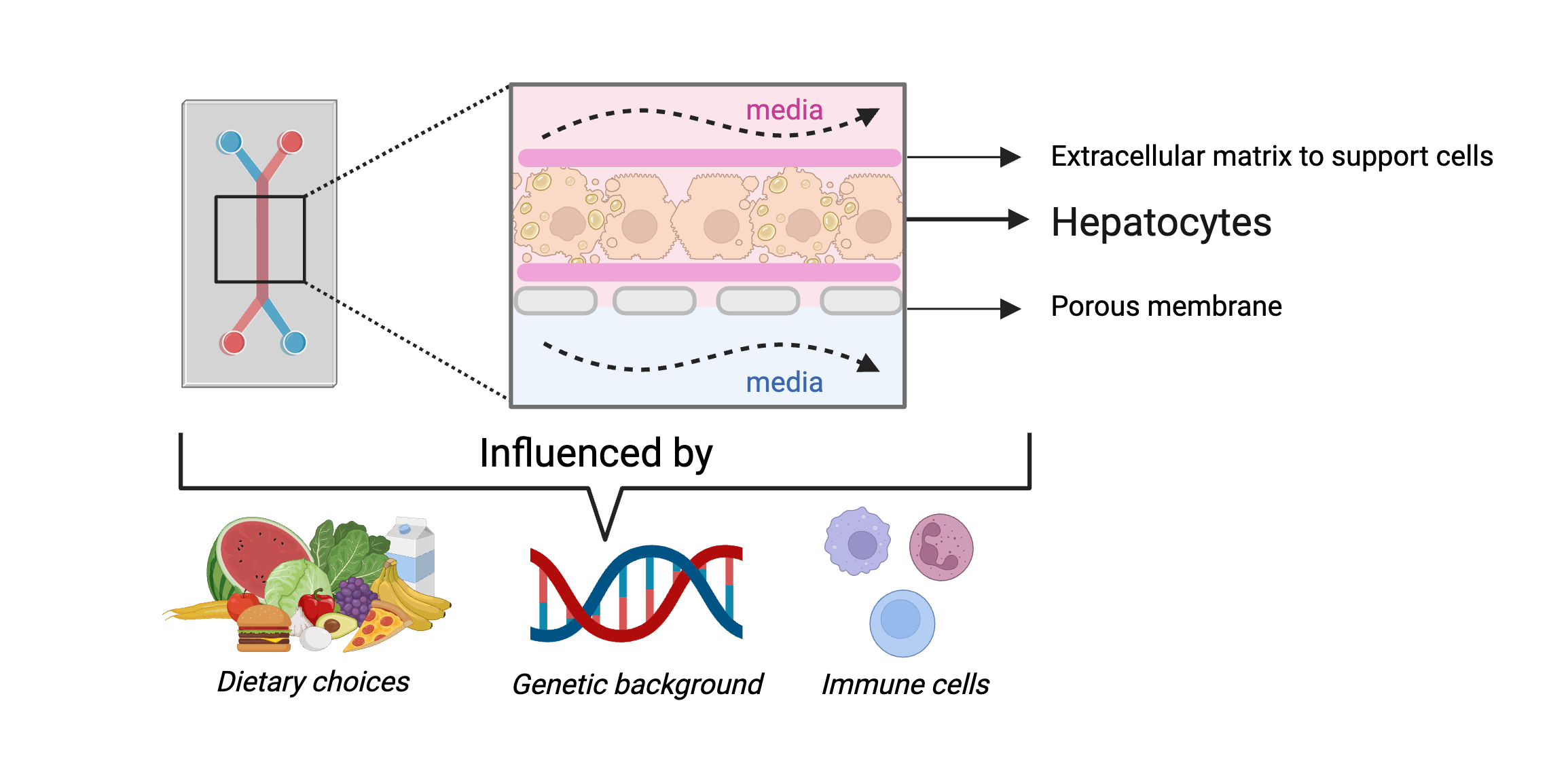 Figure 1: Schematic representation of the liver-on-a-chip model with ‘fatty’ hepatocytes.