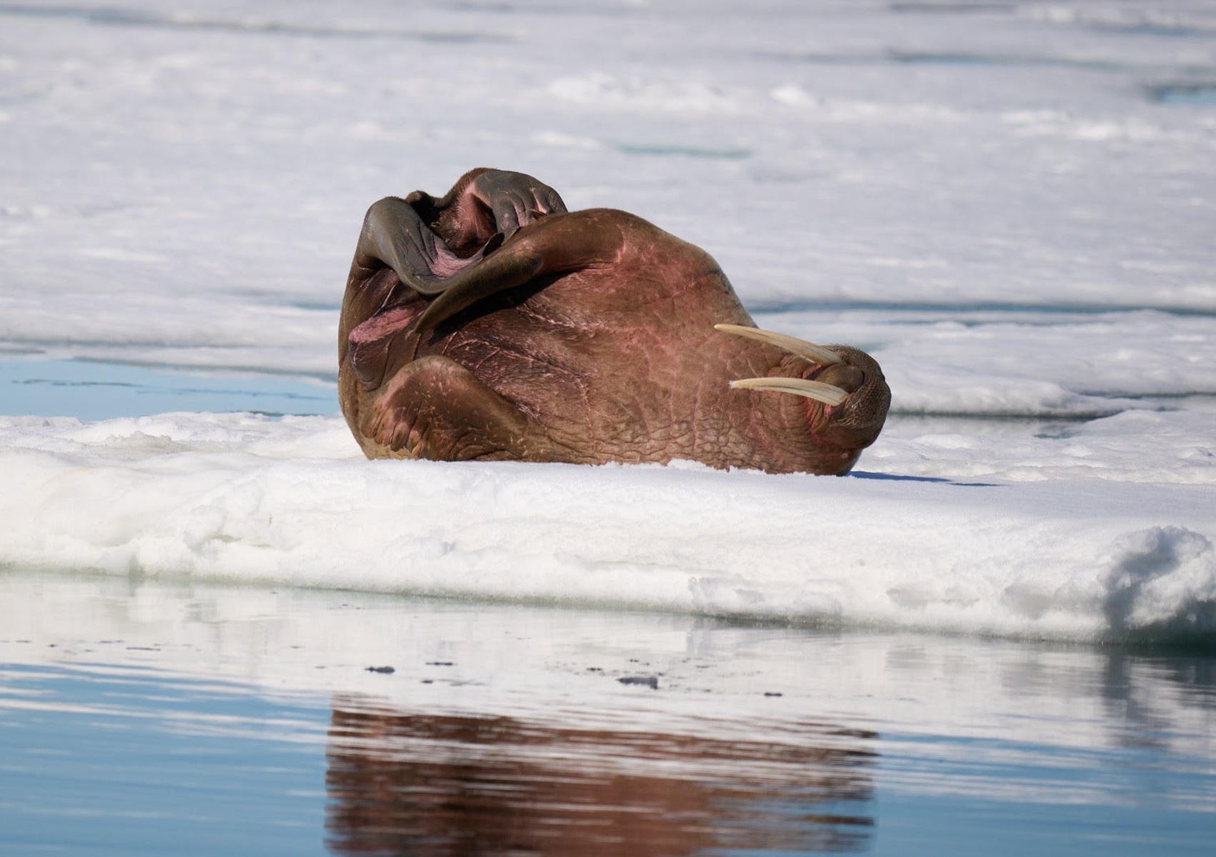 Atlantic walrus resting in Svalbard. Copyright: Hielko van der Hoorn