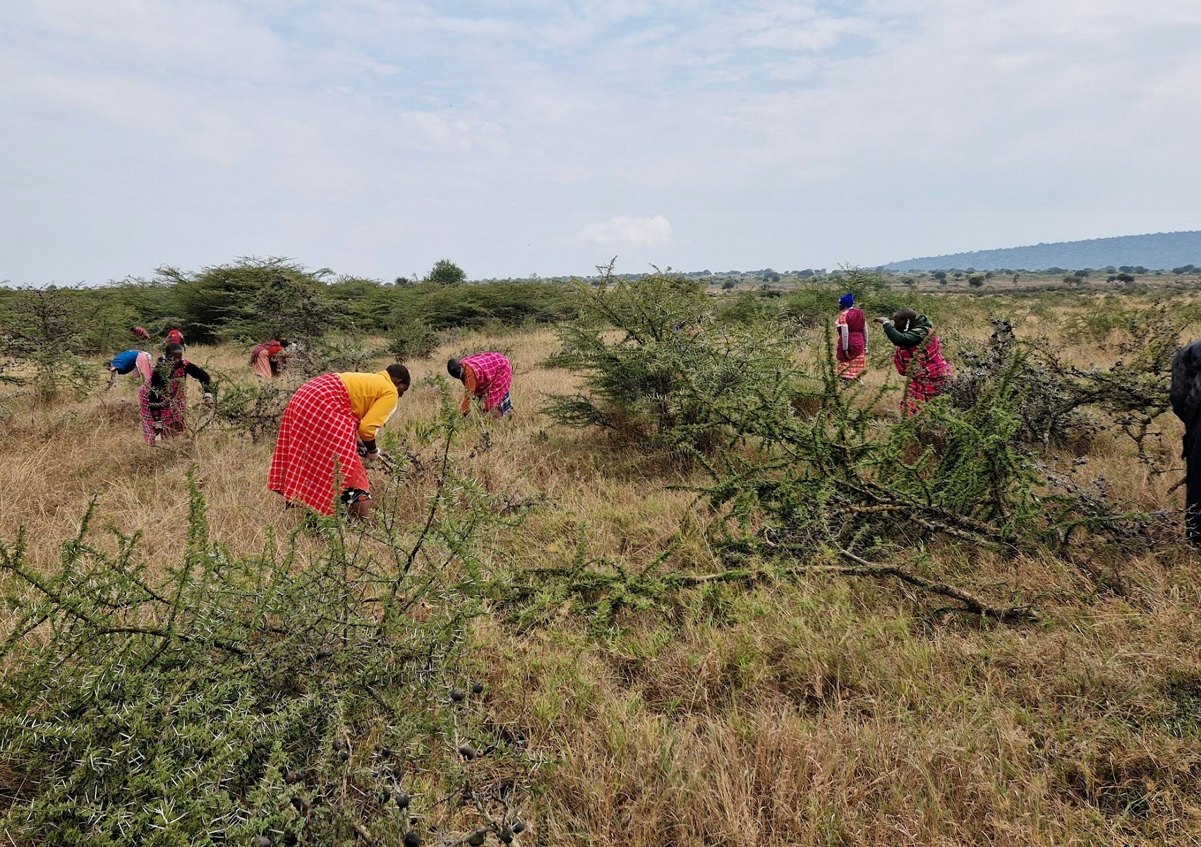 Het samenleven van wilde dieren en vee in Oost Afrika staat steeds meer onder druk door de opdeling van het landschap (foto: Han Olff)