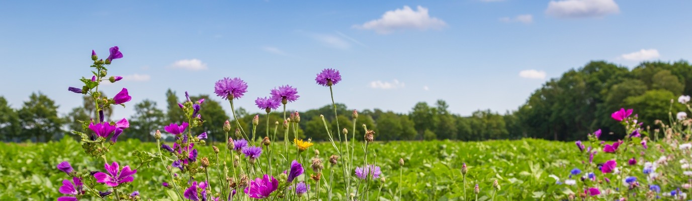 decoratieve afbeelding