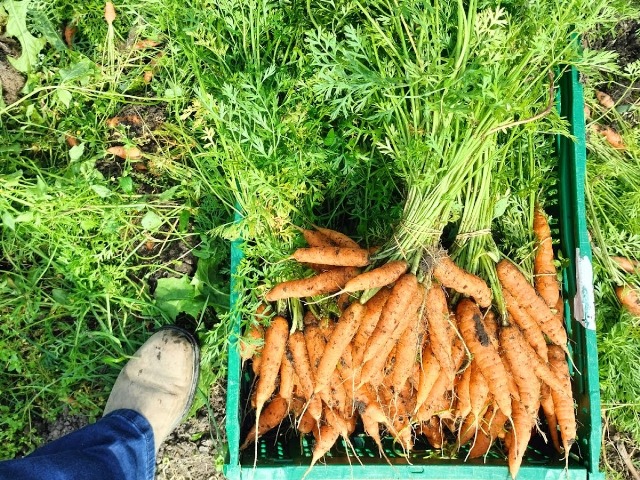 Carrots' harvest at Yn'e Sinne Farm