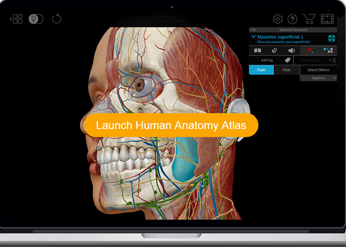 Anatomy Glove Learning System  English Videos – Anatomy Softwear