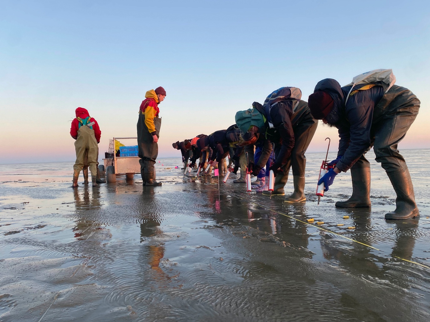 Onderzoekers en vrijwilligers spuiten zeegraszaad in de bodem met een kitspuit