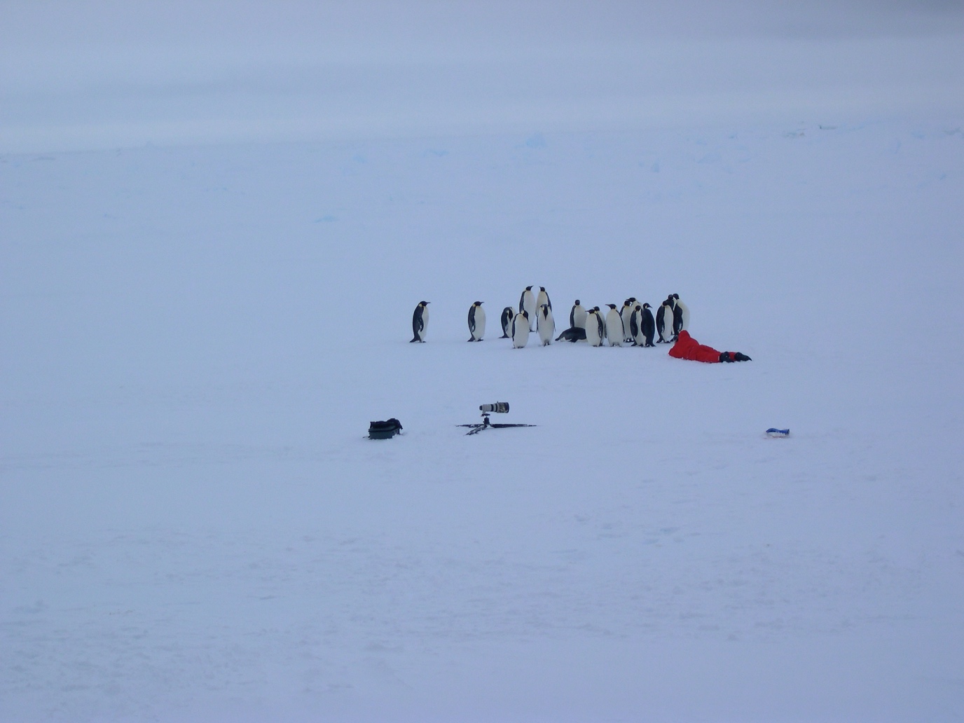 Pinguins kijken naar de onderzoekers