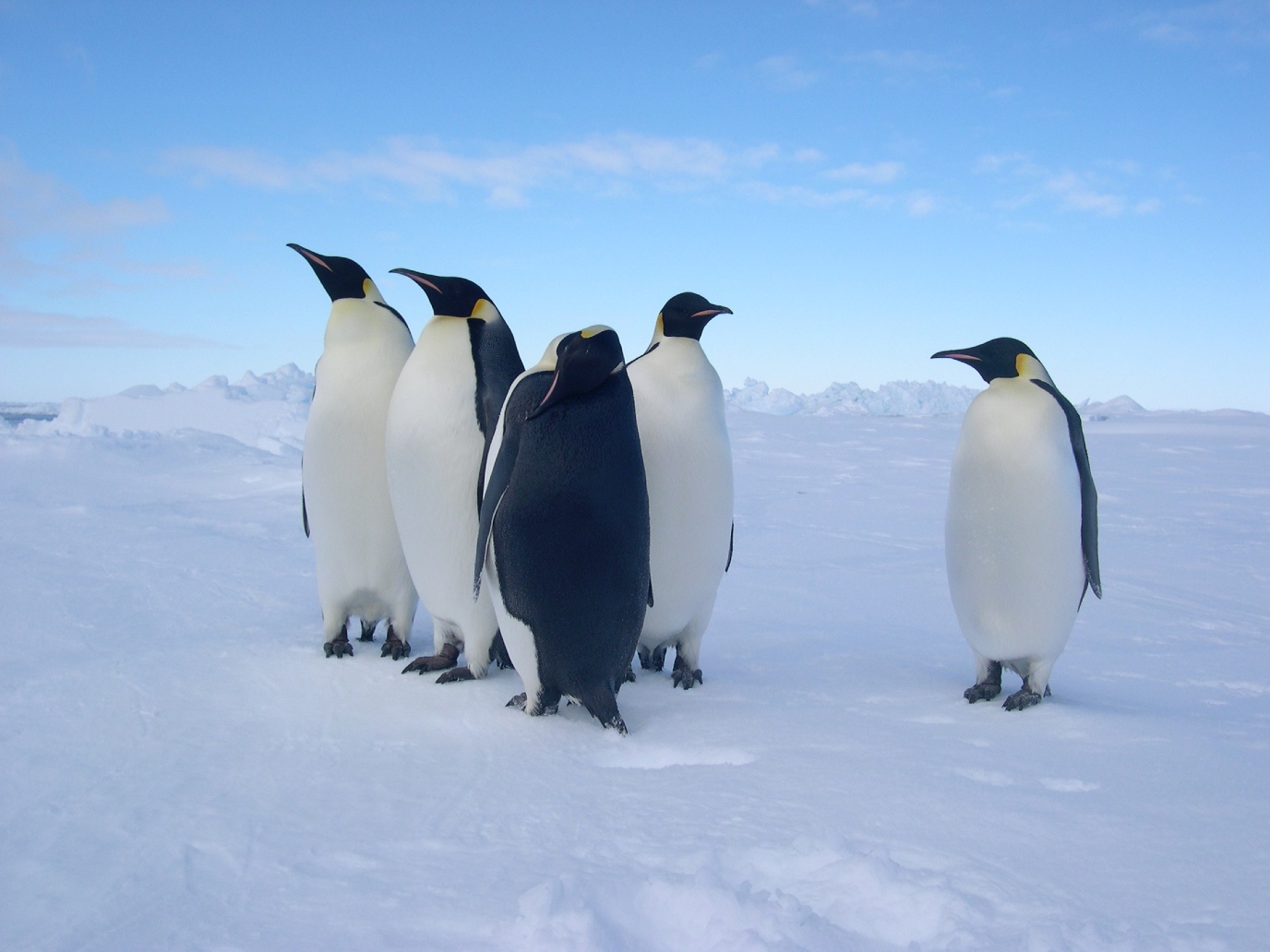 Keizerspinguïns