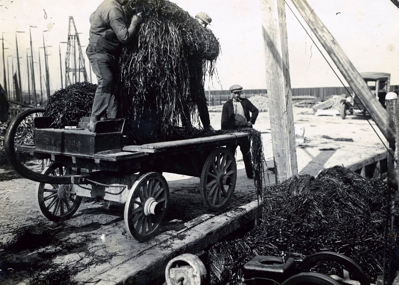 Lossen van gemaaid zeegras in de haven van den oever 14 juli 1928Unloading of seagras