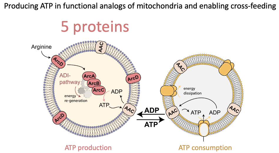 Artificial mitchondria simulating the working of these litte energy factories