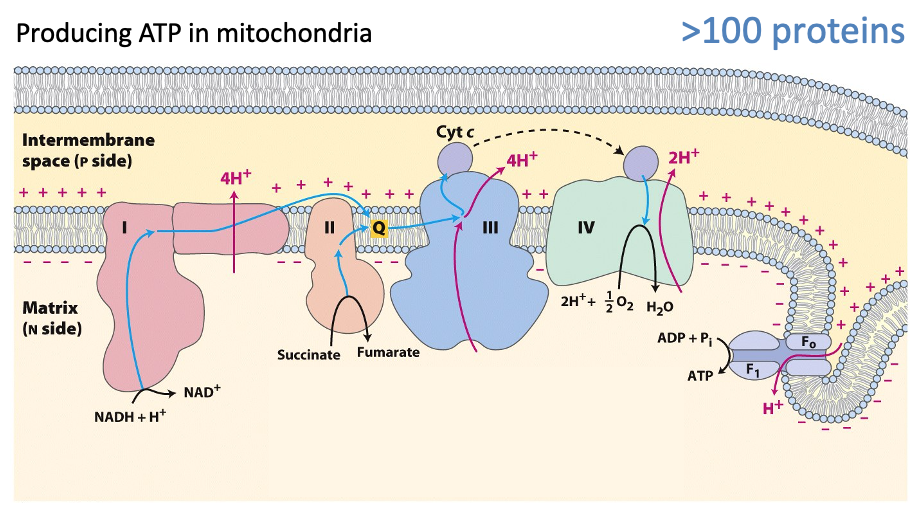 Mitochondria are the energy factories of the body