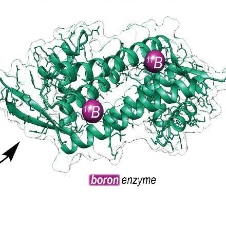 University of Groningen chemists produce new-to-nature enzyme containing boron