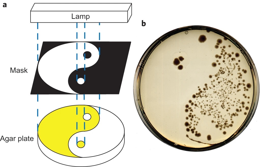 image of effect of switchable antibiotic