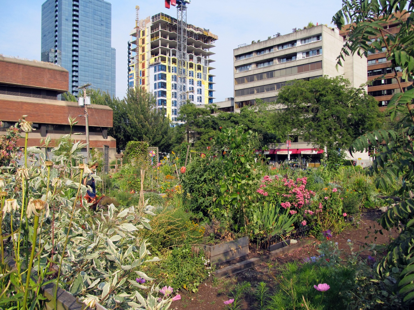 De Davie Village Community Garden in Vancouver, Canada