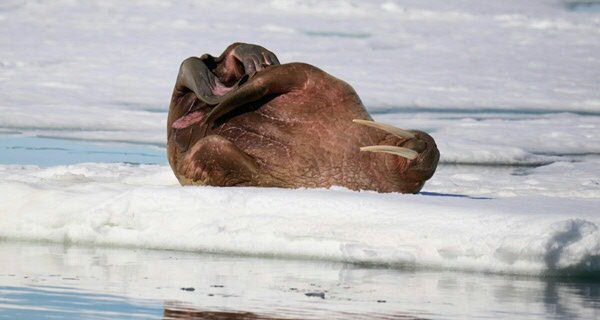 Noormannen jaagden op walrusivoor, toont nieuw onderzoek aan