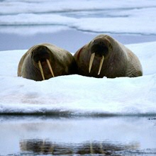 Atlantische walrus kwetsbaarder dan ooit