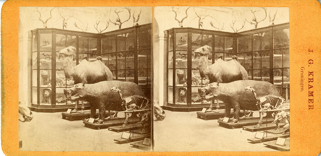 Stereo photograph with a.o.camel