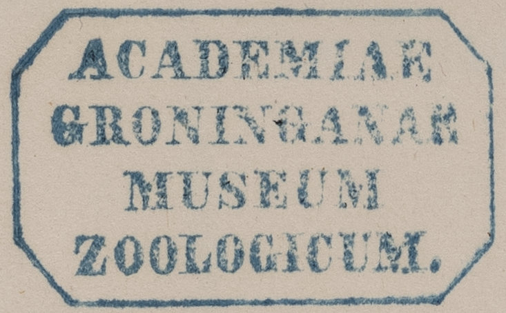 Stamp Academiae Groninganae museum zoologicum