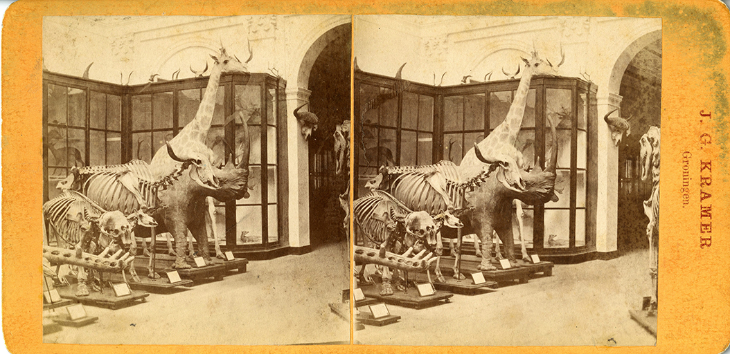 Stereo photograph with a.o. giraffe and rhino