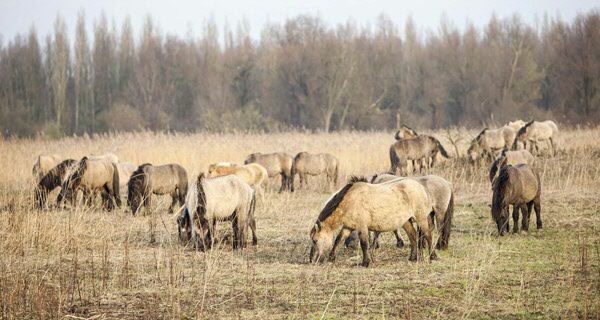 Foto door Anton Havelaar /Nationale Beeldbank