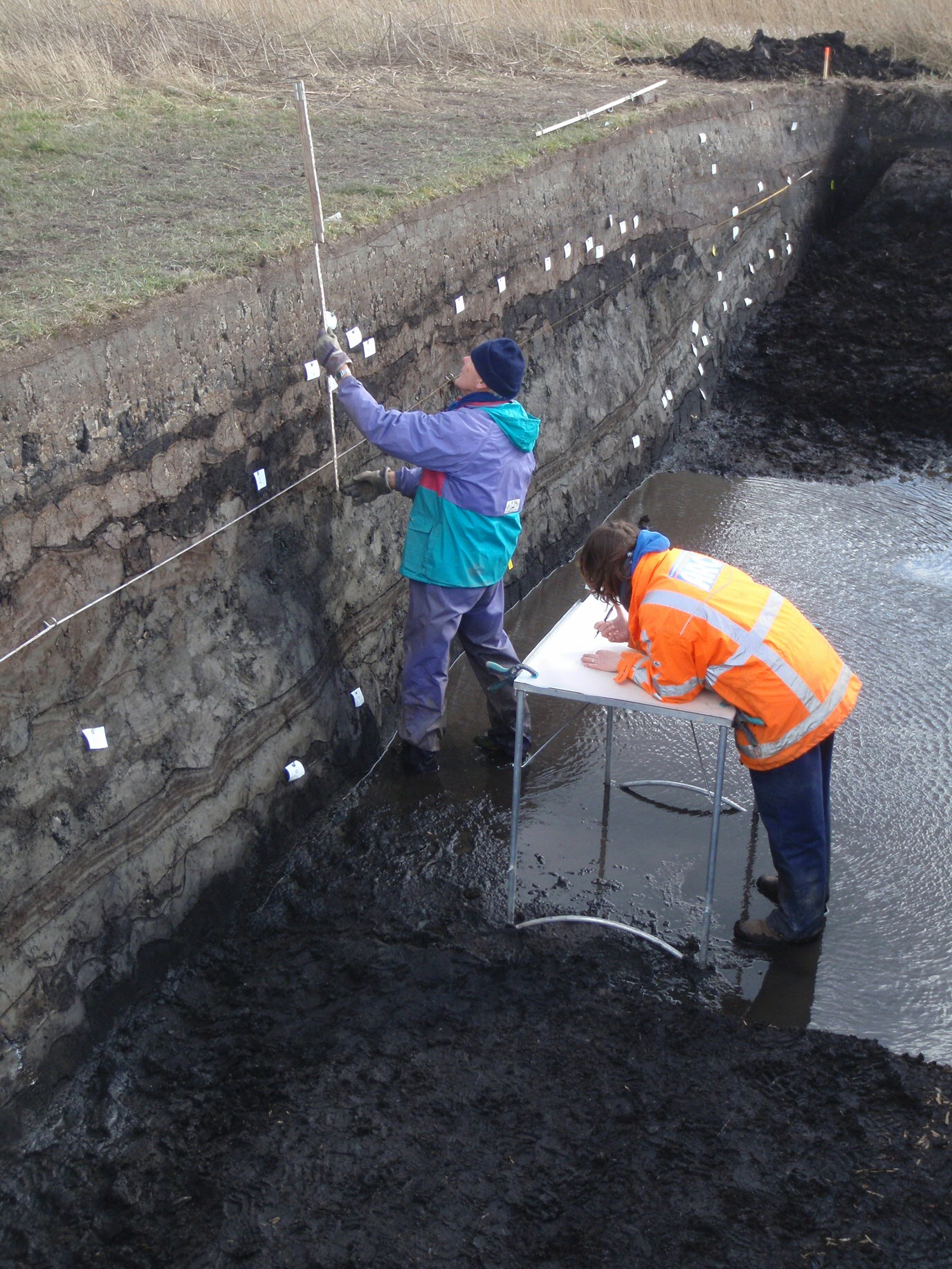 Archeologen aan het werk: door één van de huisplaatsen uit de 13e-14e eeuw is een doorsnede gemaakt, zodat de opgeworpen kleilagen van deze huisterp goed zichtbaar zijn (© Groninger Instituut voor Archeologie, Rijksuniversiteit Groningen).