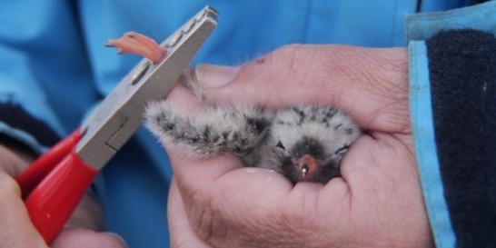 Arctic Tern gosling gets ring