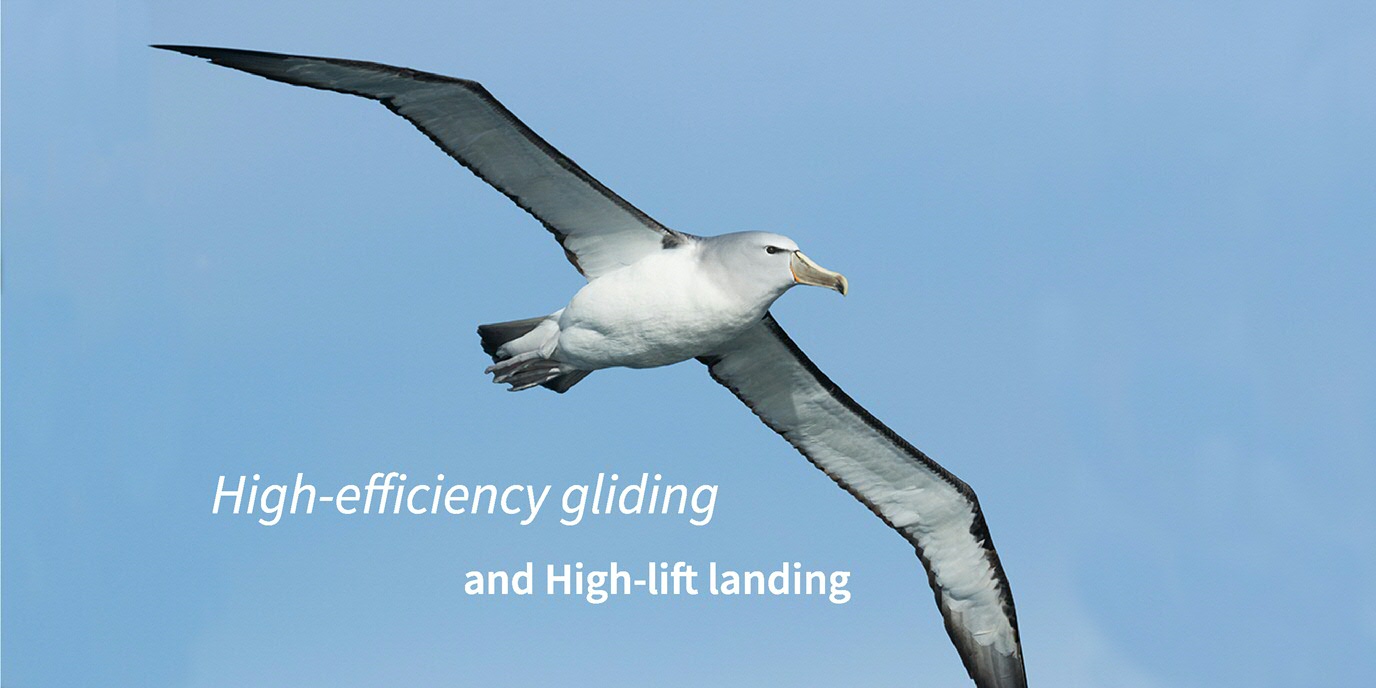 High-efficient gliding and high lift landing