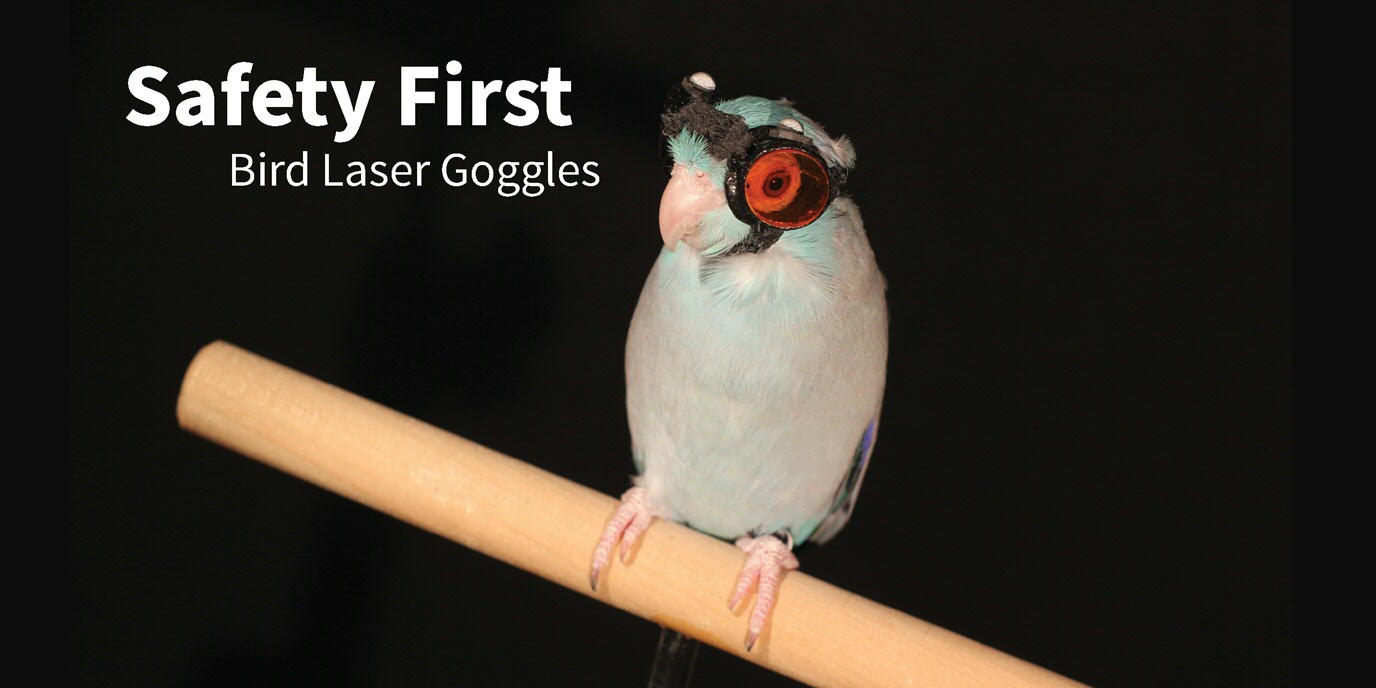 Safety first: Bird laser goggles.