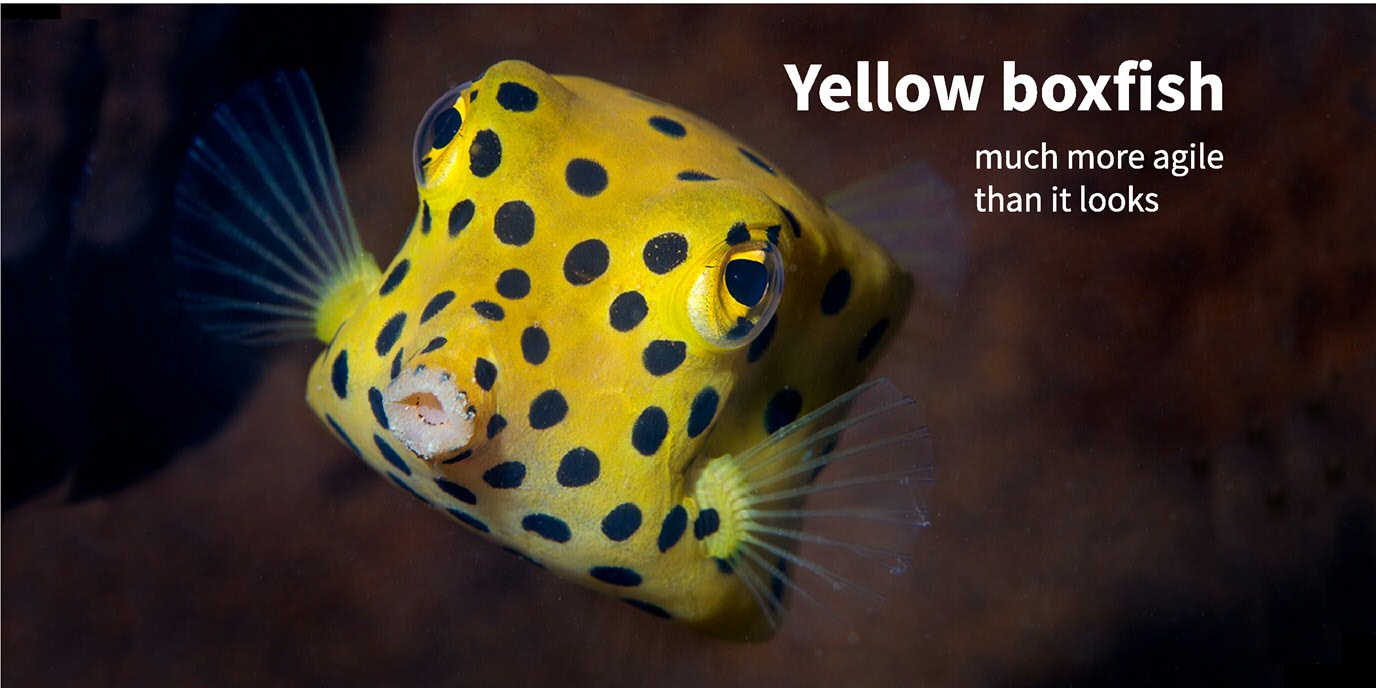 Yellow Boxfish: much more agile than it looks