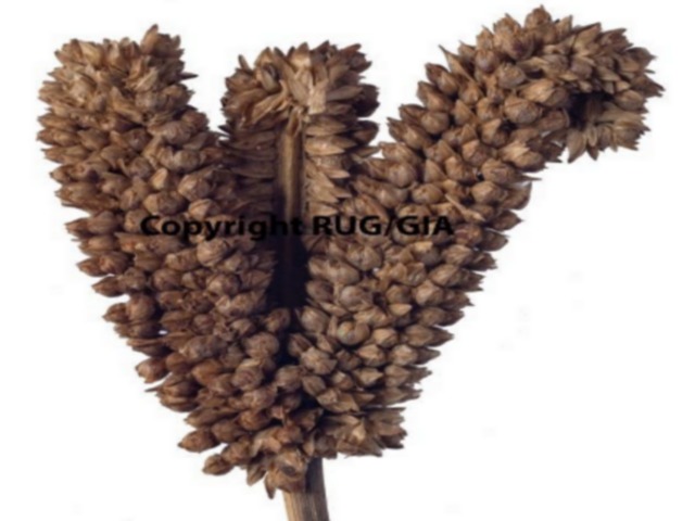 The infructescence of finger millet (Eleusine coracana (L.) Gaertn.), reminiscent of the shape of fingers (Copyright photo: RUG/GIA; Photographer: D. Fennema).