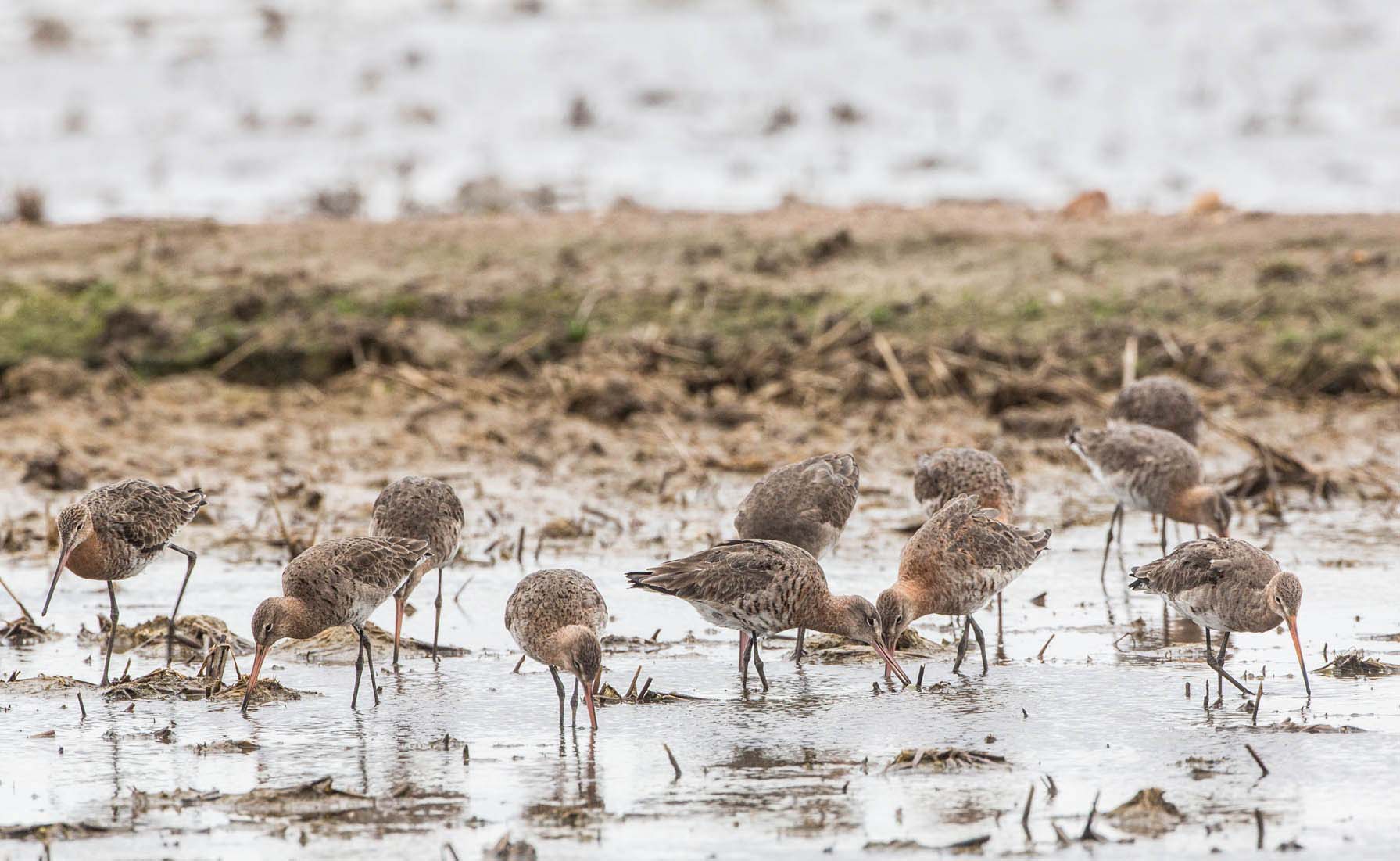 Photo: A flock of black-tailed godwits (Limosa limosa limosa) foraging in a rice field in Extremadura, Spain. Credit: Jan van de Kam