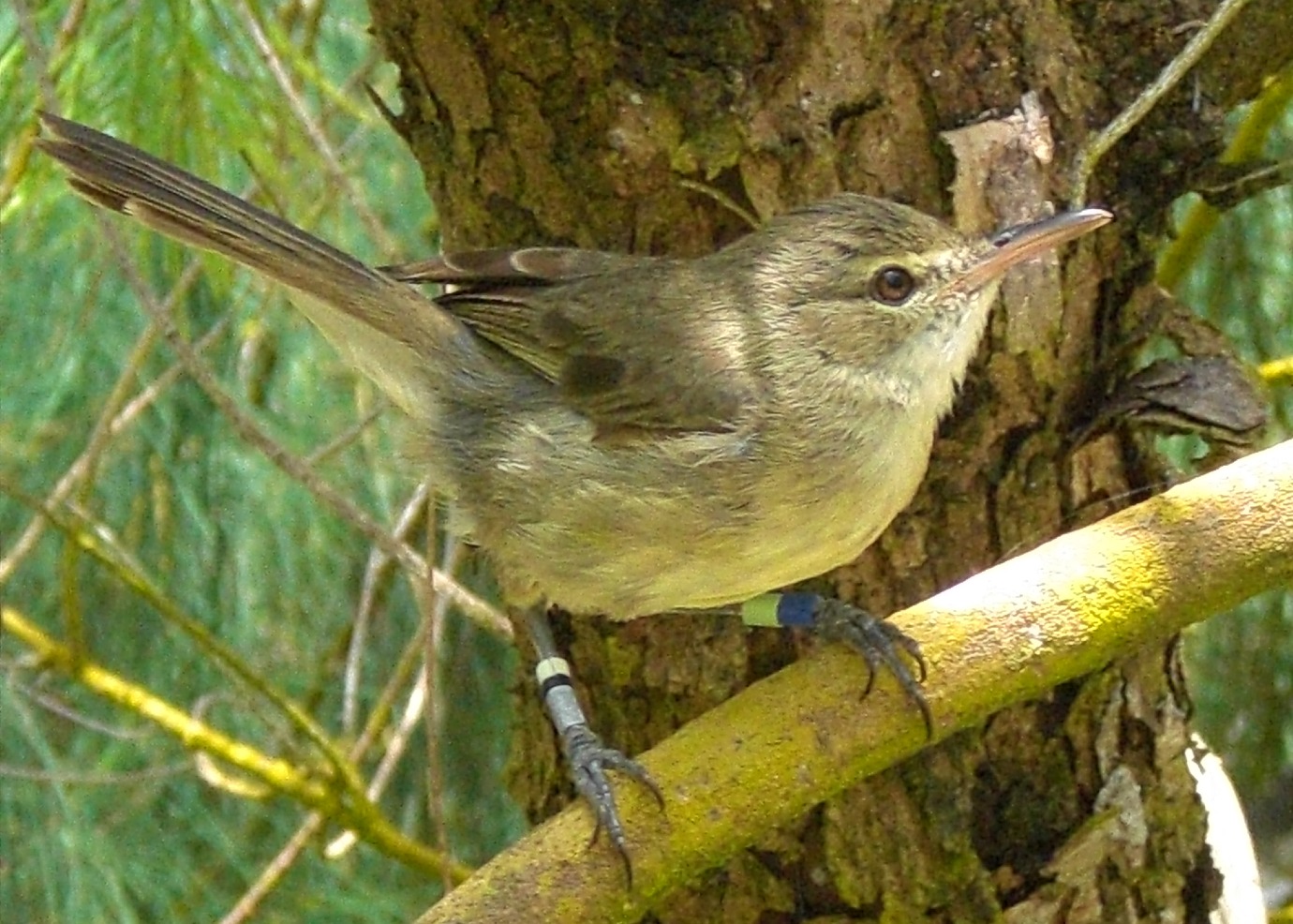 Seychellen rietzanger | Foto Hannah Dugdale, RUG