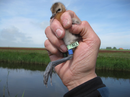 Gruttokuiken met code-vlag (foto: Jos Hooijmeijer)