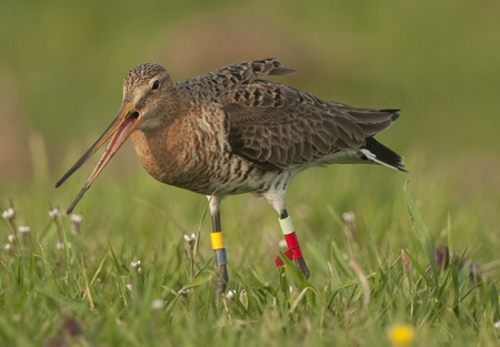 Volwassen grutto met kleurringen (foto: Astrid Kant)