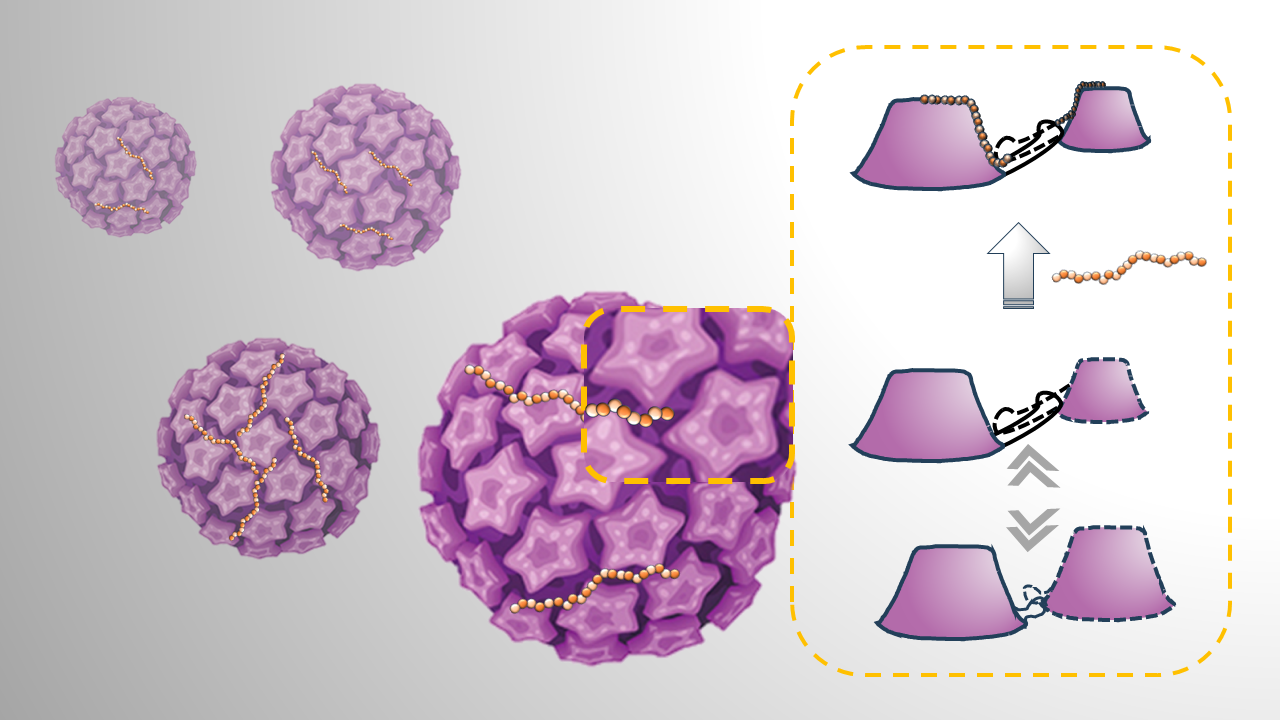 Schematische weergave van de dynamiek van HPV16-capsomeren tijdens glycanbinding. De binding van een lang heparaansulfaat (HS)-molecuul aan meerdere bindingsplaatsen stabiliseert de structuur in haar meest uitgerekte vorm. Afbeelding: Yuzhen Feng