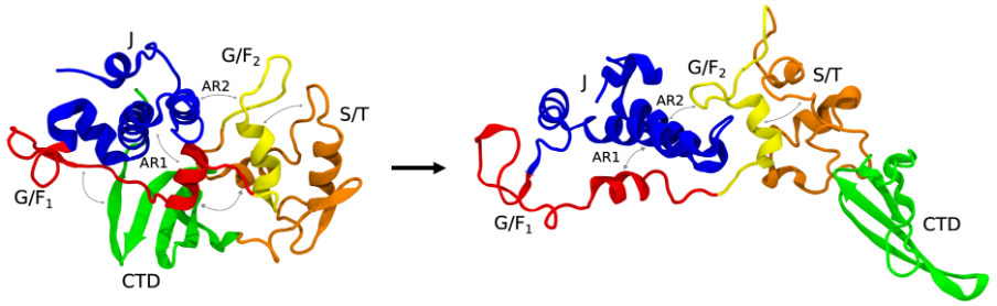 3D structure of the molecular chaperone DNAJB6b converting from the closed (left) to the open state (right), with the different domains color-coded. The autoinhibitory state in both conformations is ensured by the blocking of helices II and III of the J-domain by helix V of the G/F1 domain, indicated by anchor region 1 (AR1).