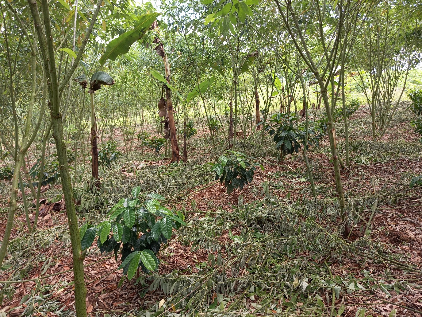 Koffieplantage in Meta, Columbia. De koffieplanten groeien onder bomen die ze beschermen tegen de hitte.