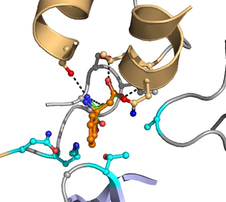 Computational enzyme redesign. The broken lines indicate interactions between atoms causing catalysis. The target substrate is shown in orange, and the groups indicated in magenta are varied in the computer to discover mutants that give improved conversion. | Illustration Hein Wijma