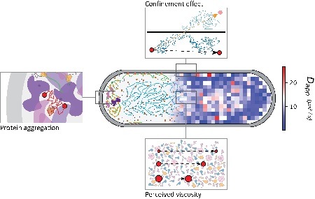 Dynamic structure of bacterial cytoplasm shown in cartoon (left) and as diffusion map (right). The confinement effect (reflection of the molecule through the membrane, similar to a bouncing ball on a billiard table), enhanced displacement by protein aggregation and the effect of observed viscosity on the diffusion of small and large molecules are magnified. | Illustration Luca Mantovanelli, University of Groningen