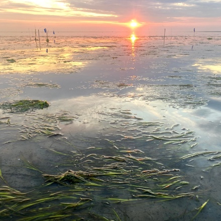 Zeegras kickstarten voor een klimaatbestendige zee