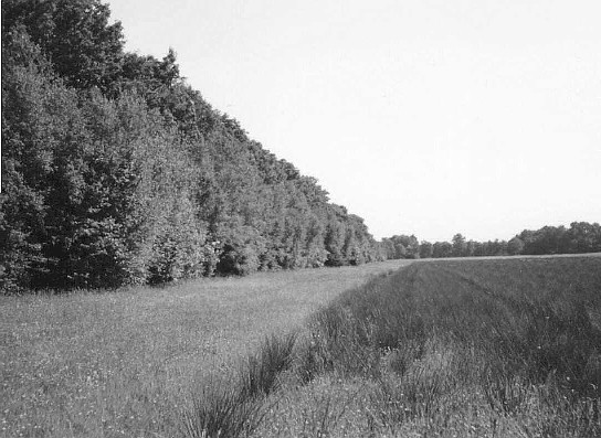 Natuurontwikkeling nabij Gasterse Diep. Links boterbloemen en ratelaars en rechts pitrussen.